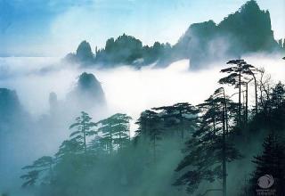 做"万里茶道"引领者 推动茶产业入